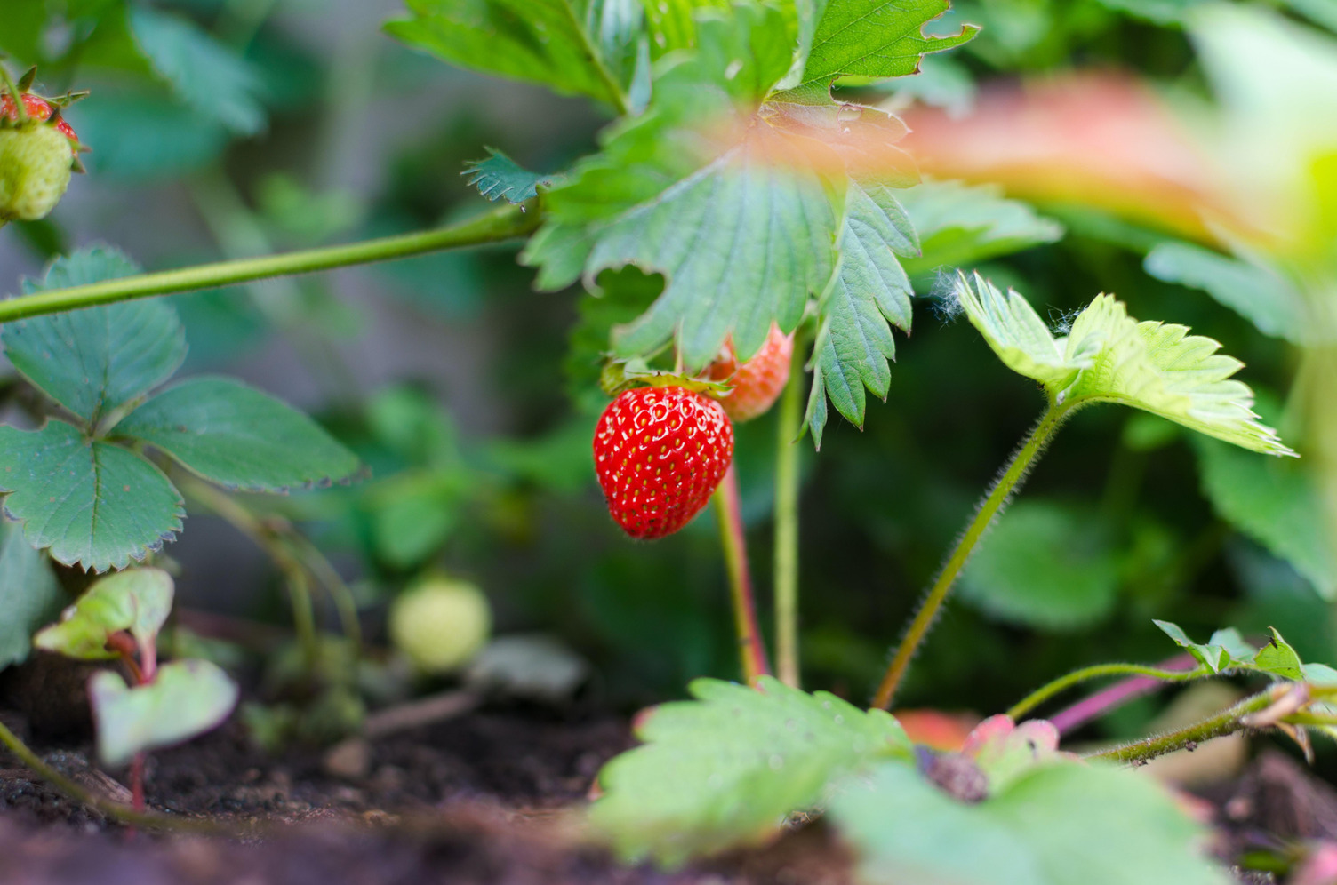 Erdbeeren richtig pflanzen & pflegen HAUERT Dünger Hauert Dünger