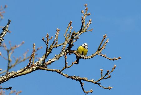 Vogel auf dem Baumäst