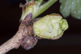 Gallmilben (Eriophyidae) in einer Johannisbeerenknospe