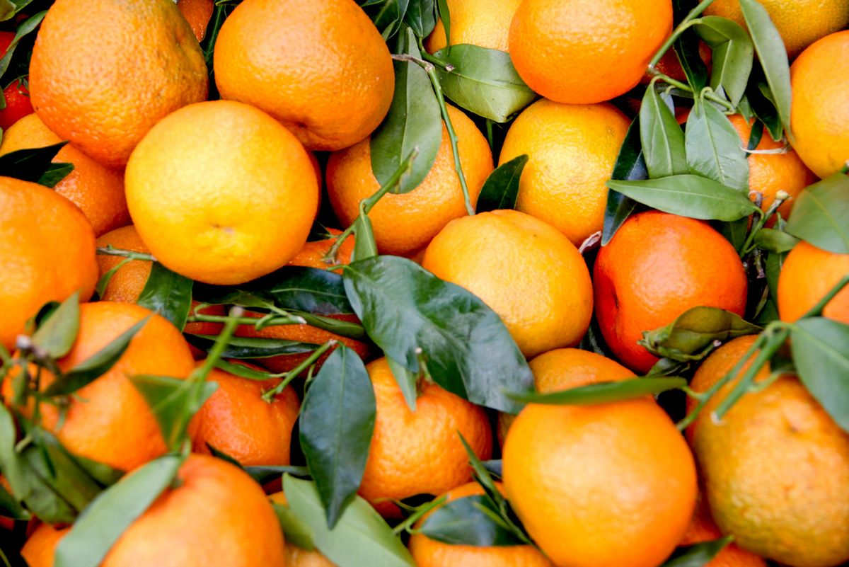 Orangen (Apfelsinen): in Wahrheit sind sie grün | HAUERT Dünger