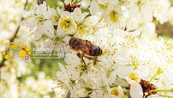 Schwarzdorn in Blüte mit Bienen. Logo von Bienen Schweiz, Imkerverband der deutschen und rätoromanischen Schweiz als Psd-Ebene, ein-/ausblendbar.