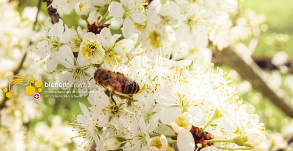 Schwarzdorn in Blüte mit Bienen. Logo von Bienen Schweiz, Imkerverband der deutschen und rätoromanischen Schweiz als Psd-Ebene, ein-/ausblendbar.