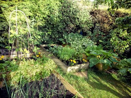 Garten_Gemüse_Beet Kleiner Gemüsegarten mit eingefassten Beeten, von Hecken umgeben.