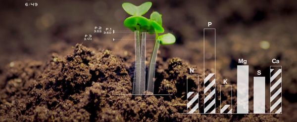 Zeitraffer Pflanzenwachstum mit Nährstoffaufnahme, Grafik aus Erklärfilm