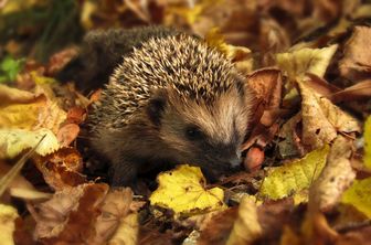 Igel im Garten im Herbst