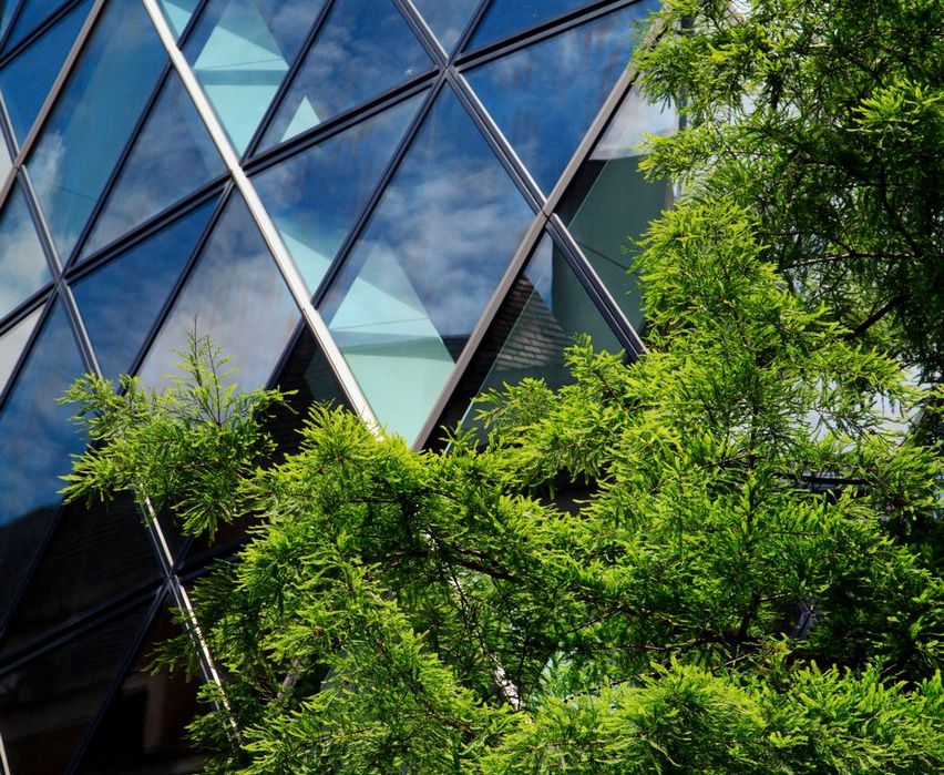 Glasgebäude_Baum Baumkrone vor einem Glas-Hochhaus, Bürogebäude.