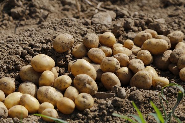 Erdige Kartoffeln im Hausgarten