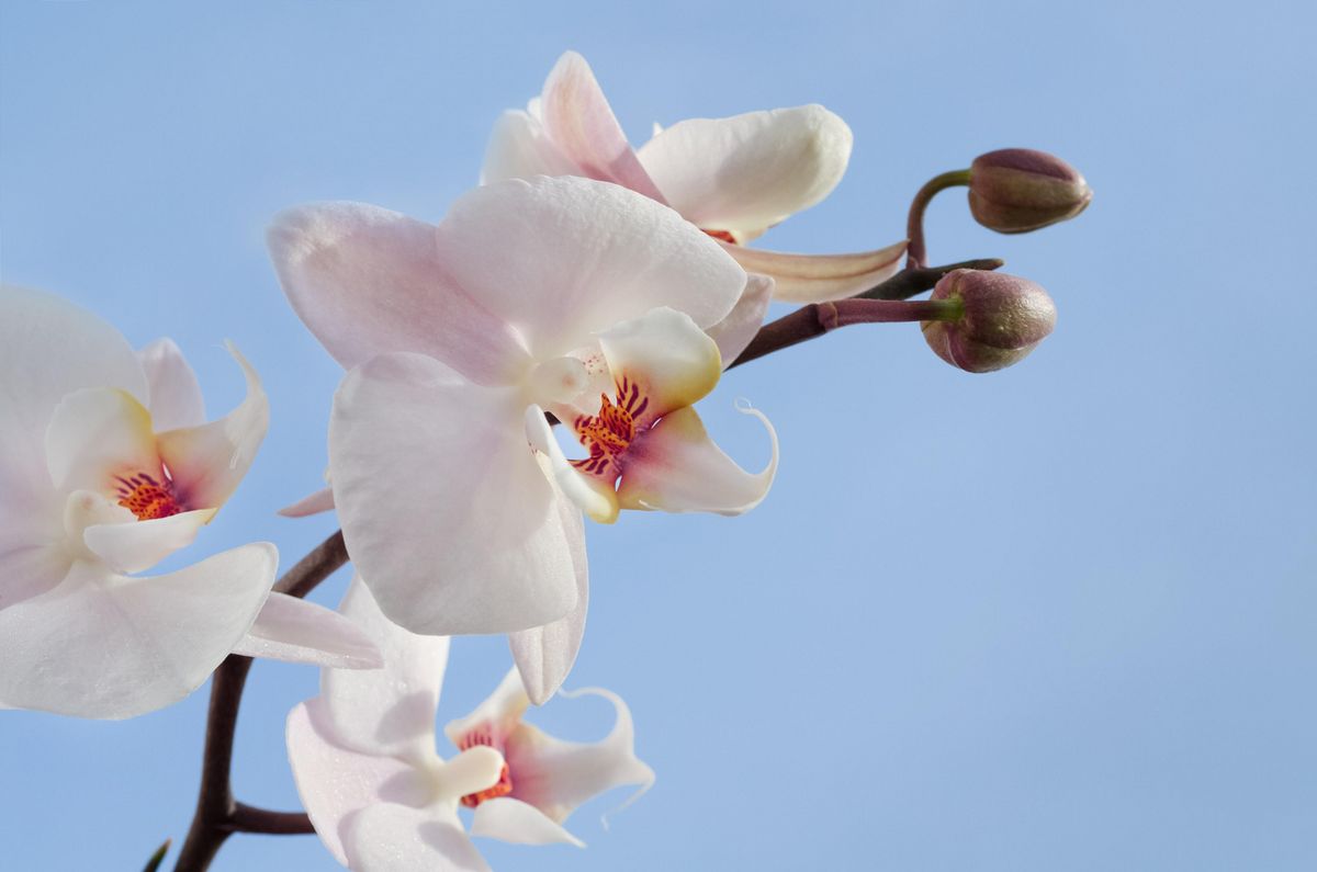 Orchideen richtig giessen + besprhen | HAUERT