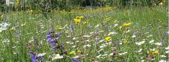 Wiese mit diversen Wildblumen, u.a. Margeriten, Wiesensalbei, Wiesen-Bocksbart