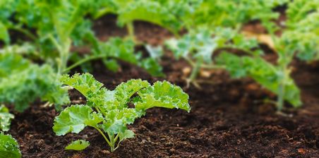 Junger Kohl in einem Gemüsebeet, weitere Kohle im unscharfen Hintergrund.