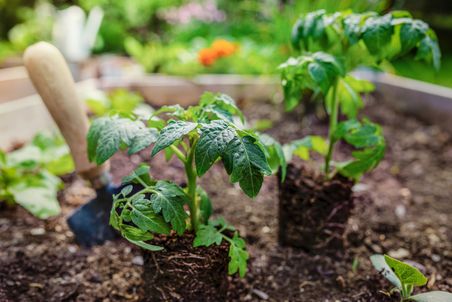 Tomatensetzlinge und kleine Gartenschuafel auf unbepflanzem Hochbeet.