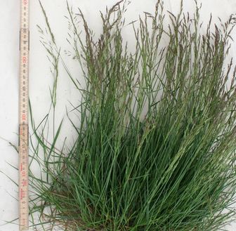 Agrostis stolonifera