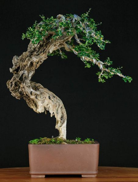 Bonsai_Mediterrane_3