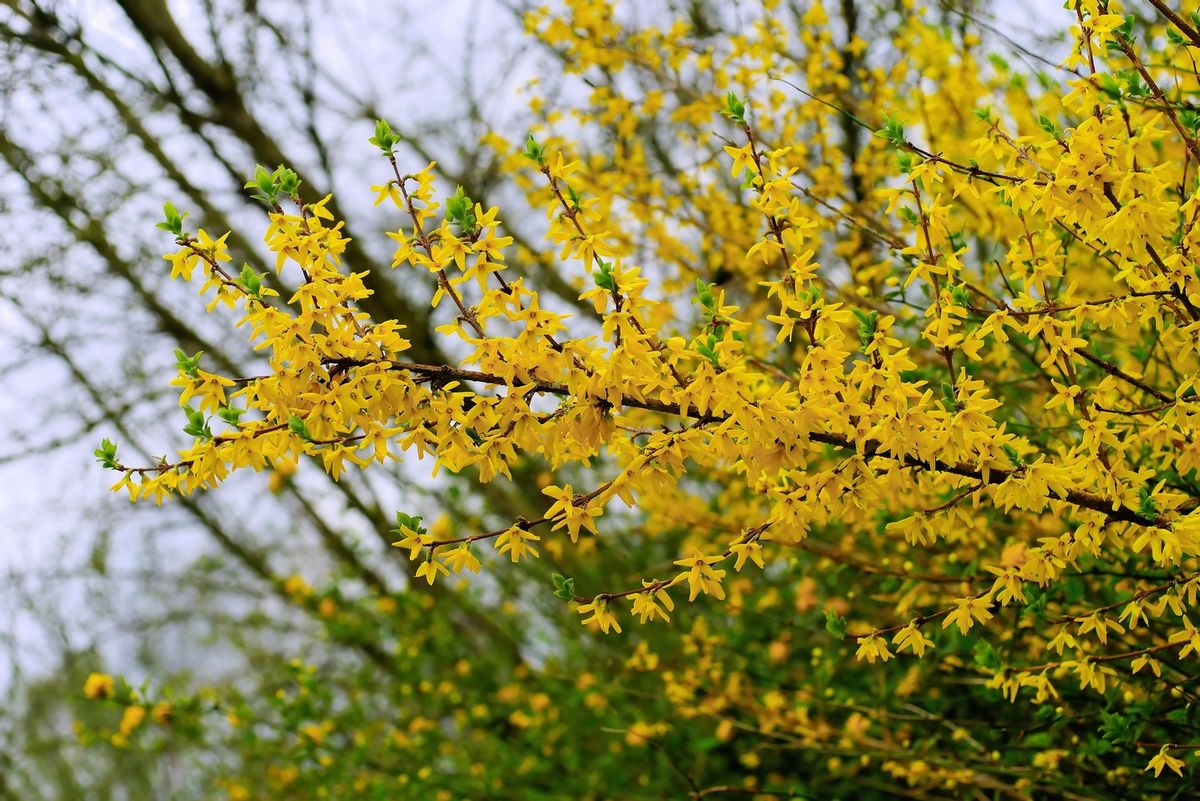 Forsythien schneiden: so gelingts | HAUERT Dnger