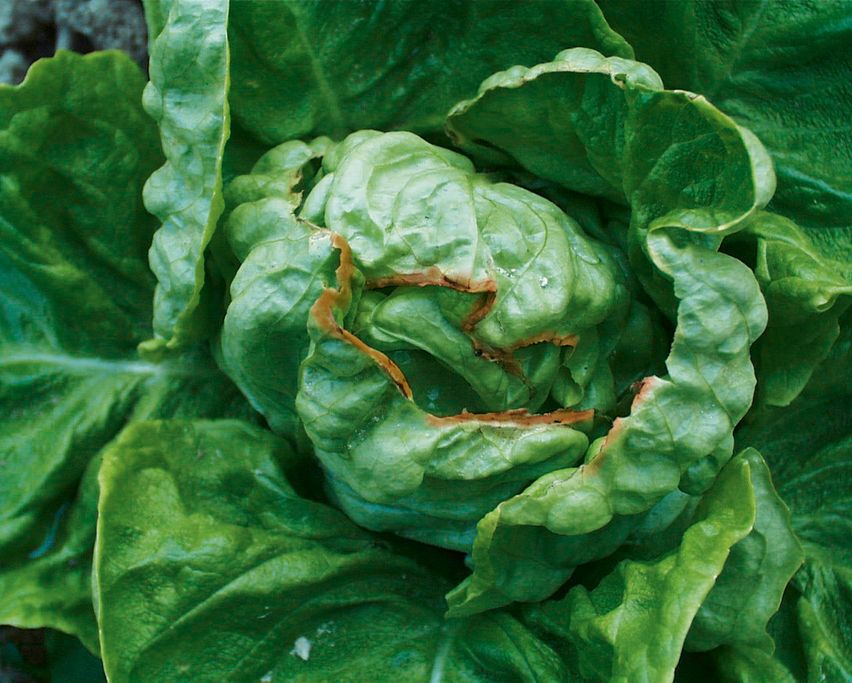 Nährstoffmangel_Calciummangel_Lactuca Lactuca mit Calciummangel