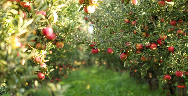 Obstbau_Apfel_reife Apfel