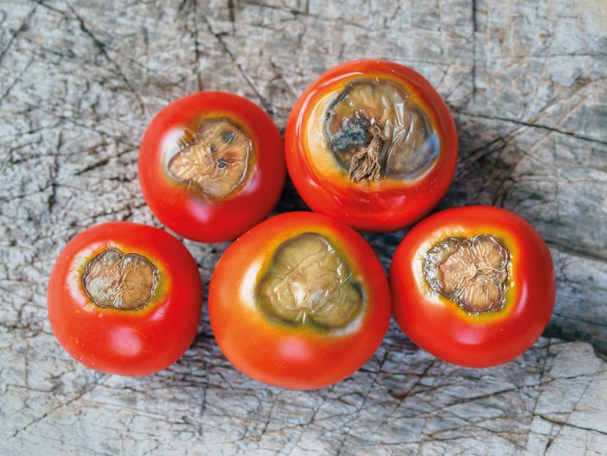 Was tun gegen Bltenendfule bei Tomaten | HAUERT Schweiz