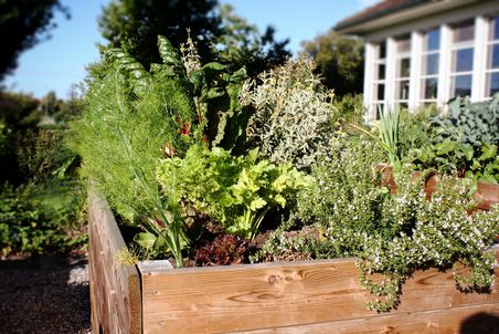 Hochbeet mit Gemüse auf einer Terrasse, umgeben von einem Garten mit Hecken und Stauden.