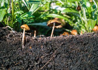 Querschnitt eines Gartenbodens. Humuschicht mit vielen Wurzeln. An der Oberfläche wachsen Pilze. Weitere Pflanzen im Hintergrund.