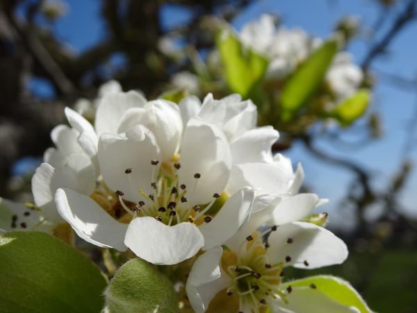 Brine in Blüte mit Biene