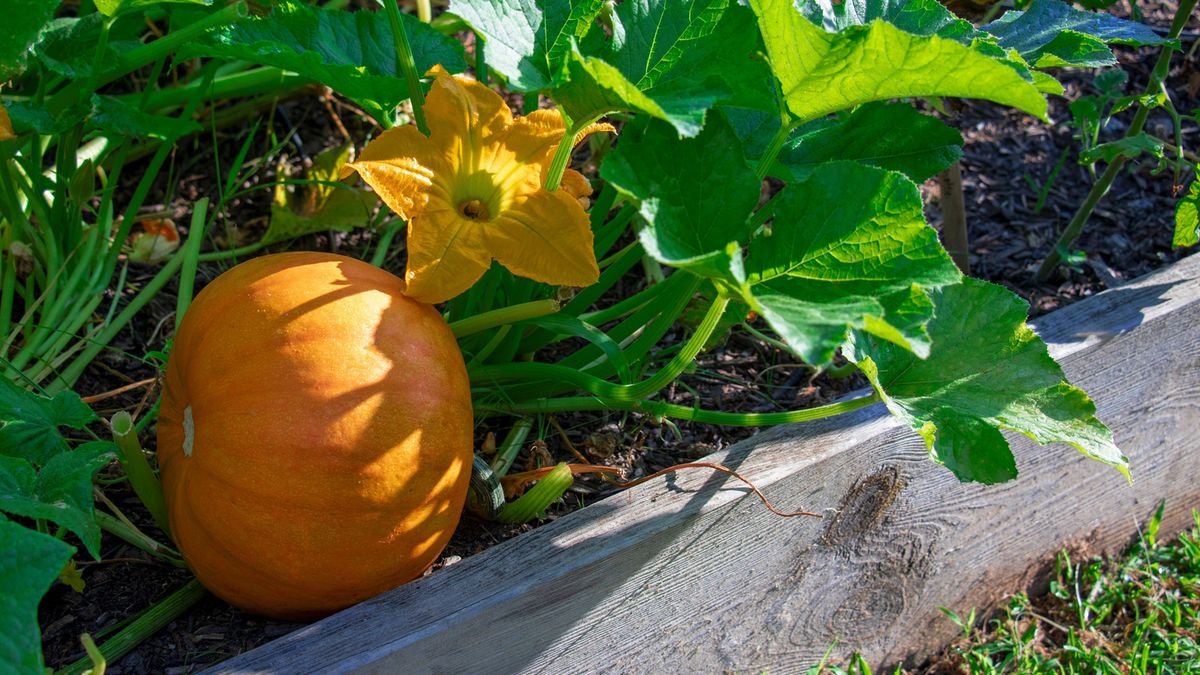 Planter à La Main Des Graines De Citrouille Dans Le Potager