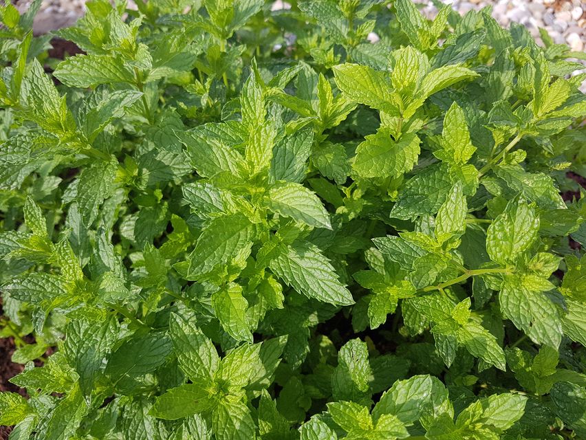 tomaten selber ziehen düngen Tomatendünger - Mineralischer NPK Flüssigdünger mit Stickstoff main image 1