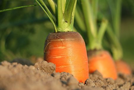 Karotten_Landwirtschaft