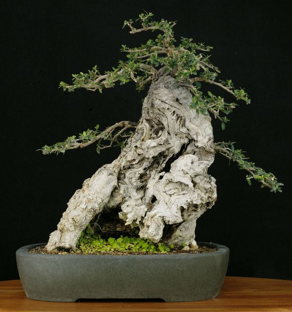 Hauert Bonsai  Engrais Hauert