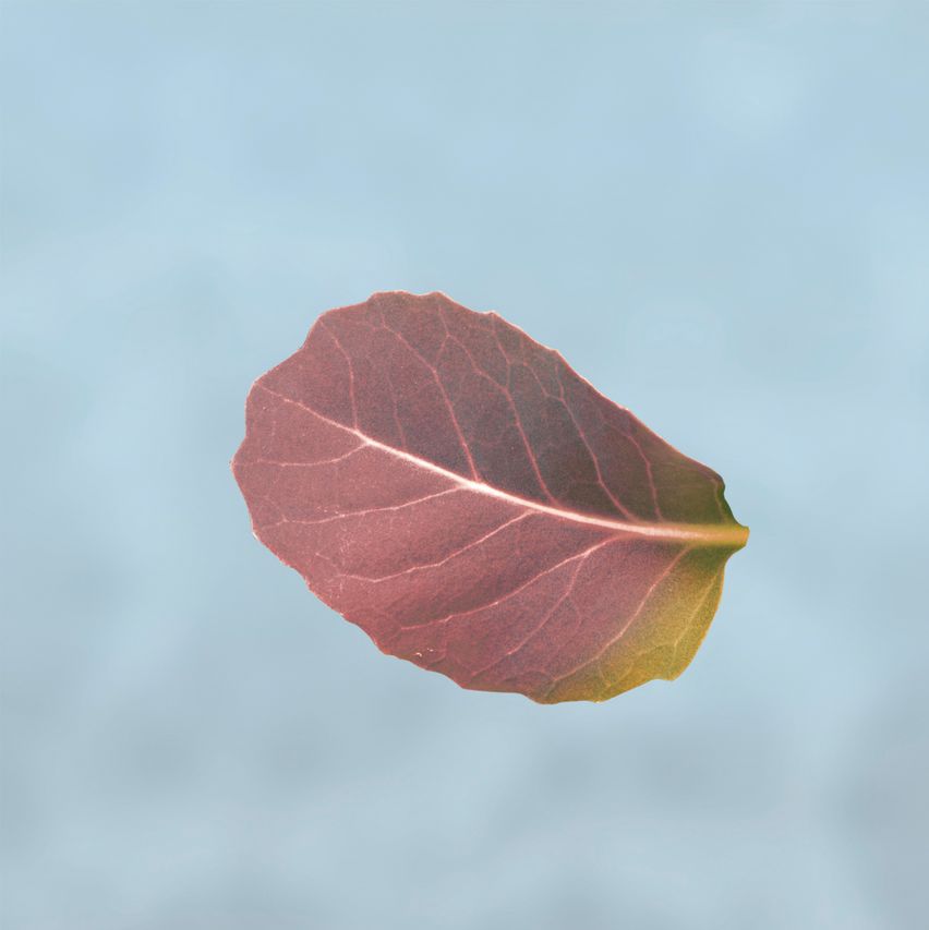 Kohlblatt mit Stickstoffmangel
