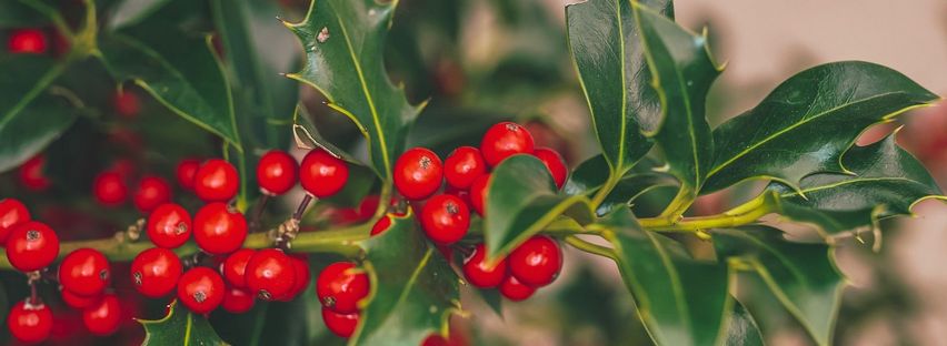 Die Stechpalme (Ilex): pflanzen, pflegen, schneiden | HAUERT