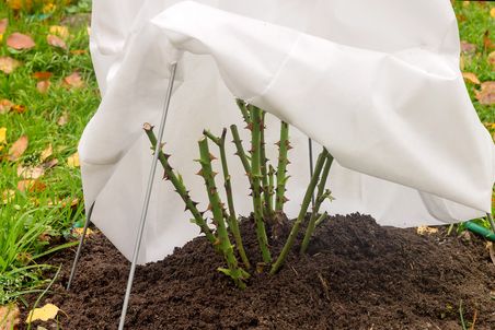 Winterschutz für Rose im Herbst