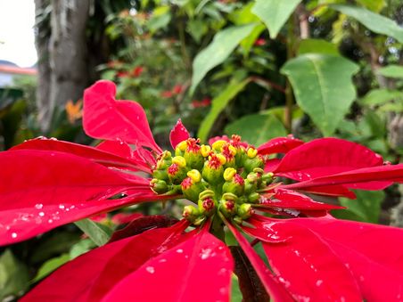 Weihnachtsstern (Euphorbia pulcherrima) im Freien, auf den kanarischen Inseln