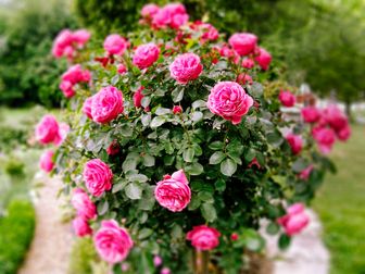 Rosenstrauch in einem Park.
Mit zusätzlicher PSD-Einstellungsebene für rosa Blüten (statt Magenta).
Ebenen mit verschiedenen Unschärfen.