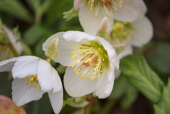 Christrose_helleborus niger