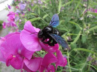 Grosse Blaue oder Blauschwarze Holzbiene (Xylocopa violacea) auf der Gartenwicke oder Duftenden Platterbse (Lathyrus sp.)