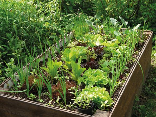 Hochbeet mit Gemüse in einem Garten. Umgeben von Gräsern und Sträucher.