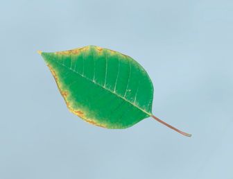 Phosphormangel beim Blatt eines Weihnachtssterns (Euphorbia Pulcherrima)