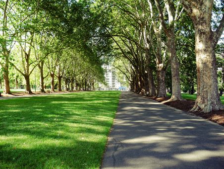 Stadtpark mit Allee mit grossen Plantanen, Schattenrasenfläche gesäumt vom Fussweg.