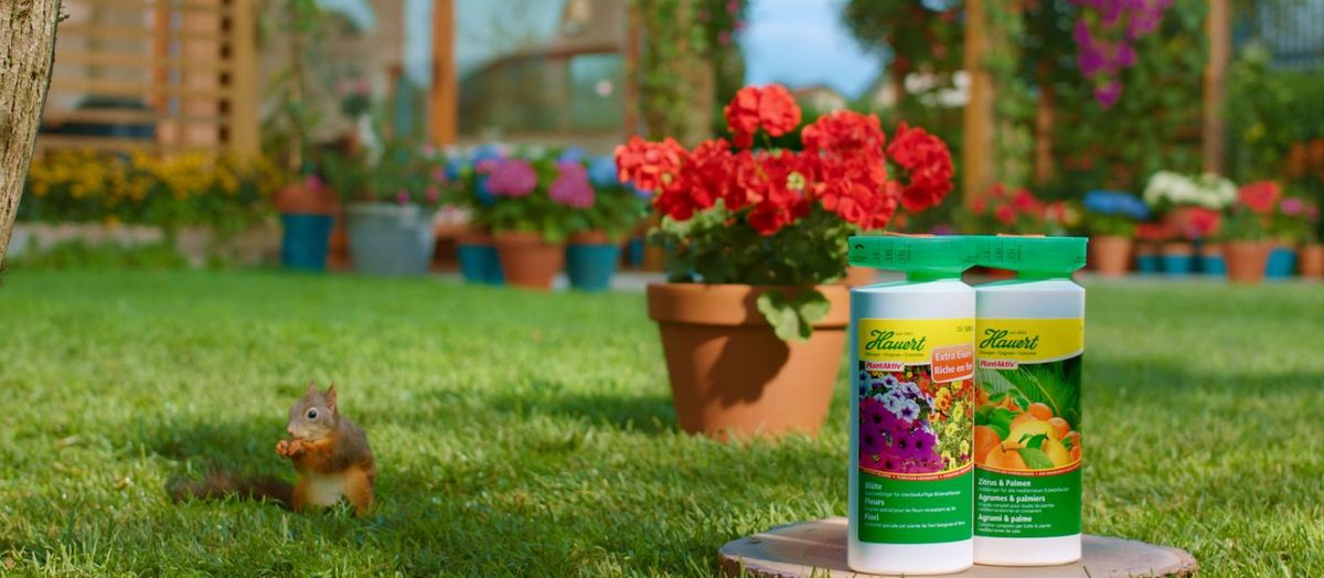 flora boost kirschlorbeer dünger Kirschlorbeer Dünger von Flora Boost main image 0