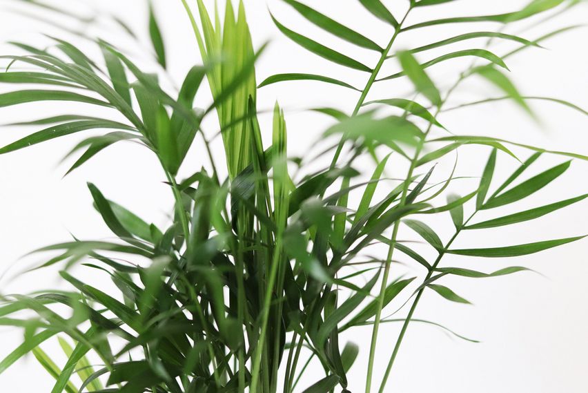 toom thai monstera Monstera Thai Constellation main image 0