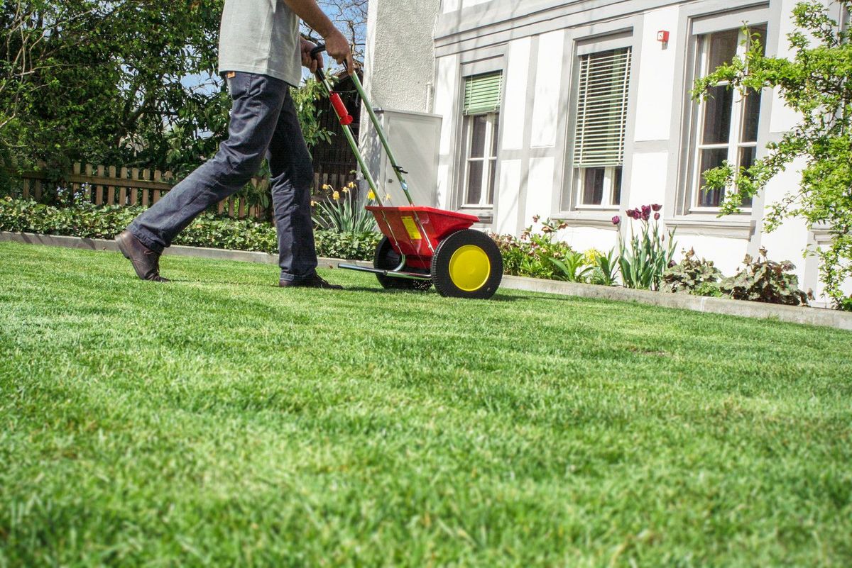 Fertiliser le gazon au printemps