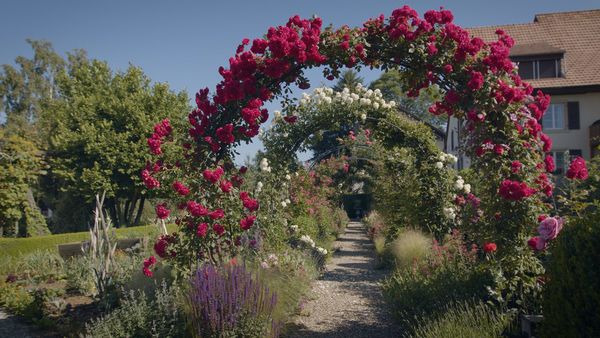 Hinter den Hecken - Schweizer Garten