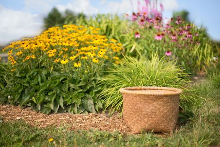 Rabatte mit blühenden roten und gelben Sonnenhüten (Echinacea).