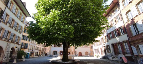 Baum in urbaner Umgebung. Alte Rosskastanie (Aesculus) in der Obergasse in Biel.