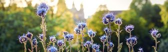 Blüten der Phacelia. Im unscharfen HIntergrund Bäume und Hausdächer.