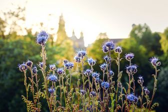 Blüten der Phacelia. Im unscharfen HIntergrund Bäume und Hausdächer.