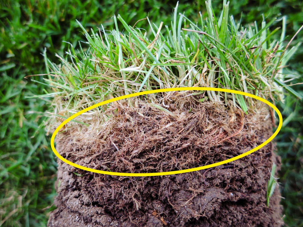 Rasenfilz? Rasen vertikutieren! | Hauert Dünger
