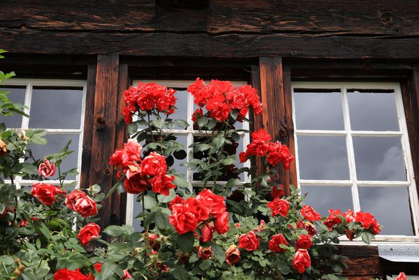 Rote Rosen an der Hausfront im Wallis