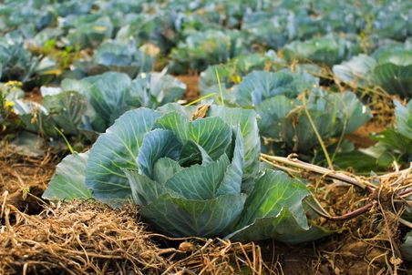 Anbau von Kohl auf Feld. Pflanzen sind gemulcht.