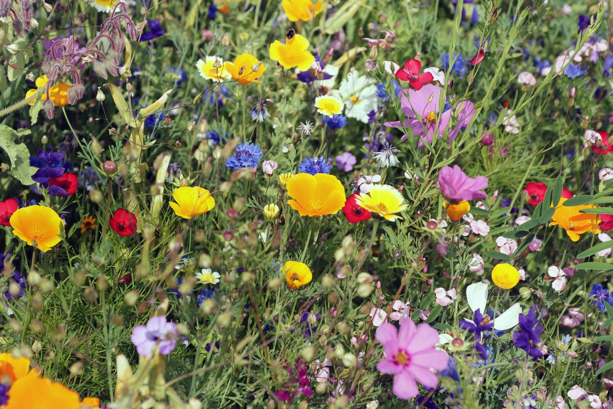Blumeninsel im Rasen anlegen: so gelingt's | HAUERT Dünger
